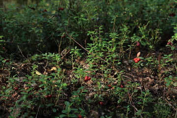 lingonberries on the bushes in a summer forest © алексей семиколенных