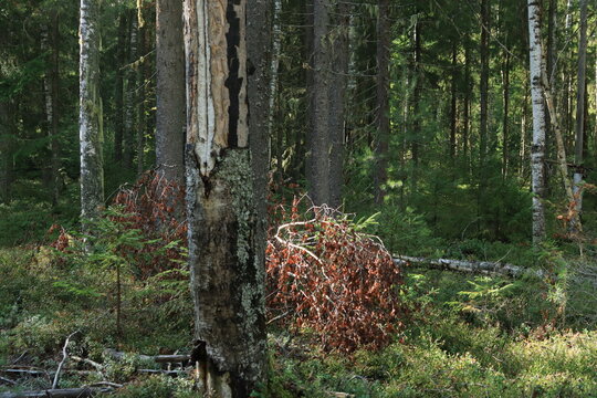 A forest in northeastern Europe on a sunny late-summer day.