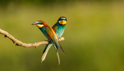 Obraz premium Two European bee-eaters perched on a tree branch, one holding an insect, bee