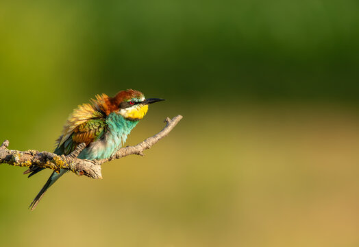 Colorful European bee-eater perched on tree branch during summer