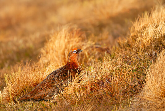 Male red grouse camouflaged in golden heather moorland