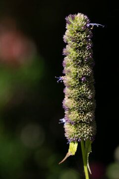A close-up of the inflorescence of an anise hyssop (Agastache foeniculum), glowing in the sun against a dark background.