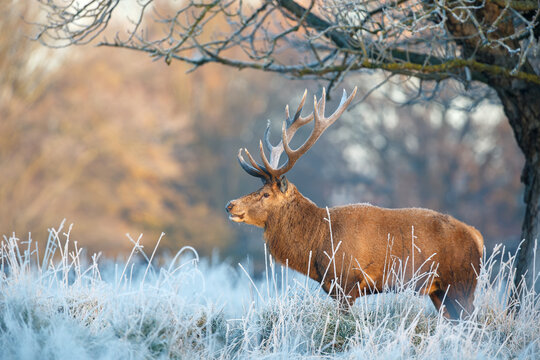 Majestic red deer stag standing in frosty winter landscape under tree