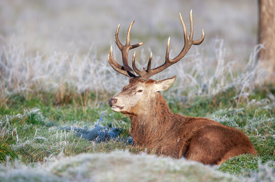 Red deer stag resting in frosty grass on a winter morning