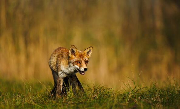 Red fox standing in green meadow grass