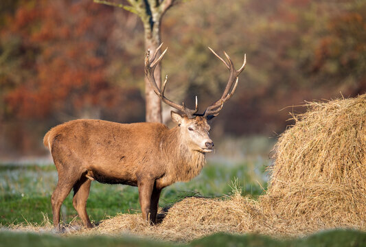 Red deer stag standing by haystack on a frosty autumn morning