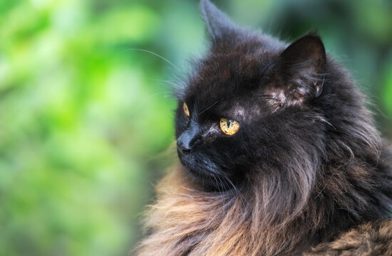 Portrait of a long-haired black cat with striking amber eyes