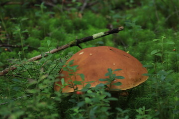 mushroom in the grass © алексей семиколенных
