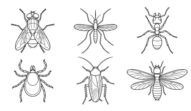 Hand drawn collection of insects including flies, mosquitoes, beetles, bees, wasps, and other bugs