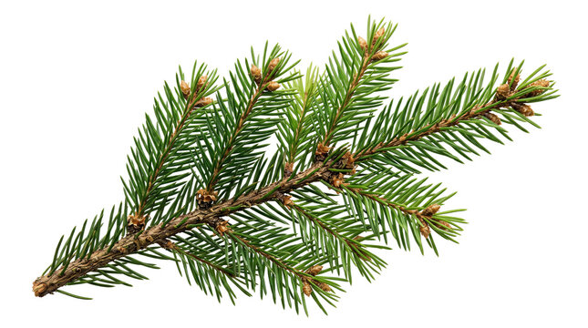 Lush green pine tree branch showcasing vibrant needles and small buds on transparent background