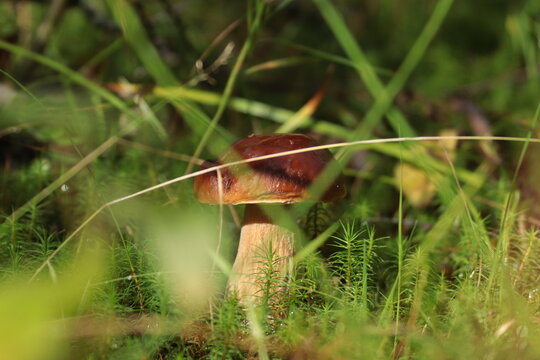 mushroom in the grass