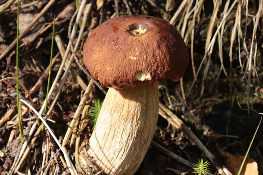 A porcini mushroom in the forest on a sunny summer day.