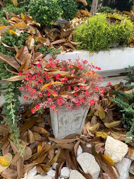 Red flowers in Wat Suthat Thepwararam Temple, Bangkok, Thailand