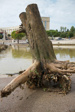 tree on the beach, tree trunks after a flood