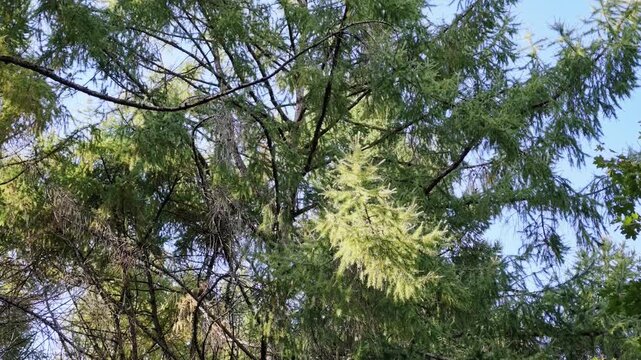 Low angle view of larch branches with soft green and yellowing needles in autumn forest.