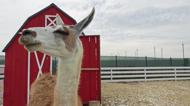 A llama stands in front of a red barn at an outdoor eco-friendly petting zoo. Useful for tourism ads, educational videos, social media, farming, and animal care.