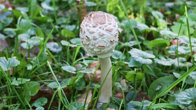 Young parasol mushroom with a scaly cap grows among green grass and fallen leaves.