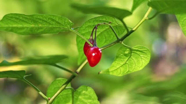 Ripe red solanum dulcamara berries hang on a branch among bright green leaves in sunlight.