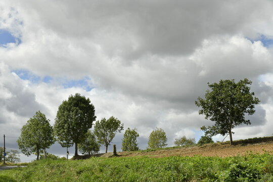 Les arbres isol&eacute;s sous un ciel de pluie pr&egrave;s du bourg de Vendoire au P&eacute;rigord Vert (Dordogne-France)