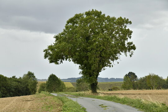 Igor ,l'arbre solitaire au sommet d'une colline pr&egrave;s du bourg de Champagne au P&eacute;rigord Vert (Dordogne-France)