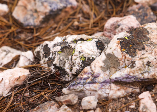 Close-Up of Lichen-Covered Granite Rocks and Pine Needles on Forest Floor at Eugenia Mine Trail, Rocky Mountain National Park