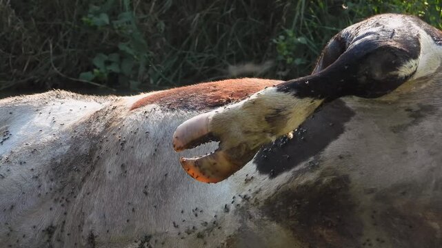 Dead cow carcass lies in river after epidemic disease, showing livestock mortality aftermath.