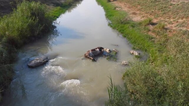 Dead cow carcass lies in river after epidemic disease, showing livestock mortality aftermath.
