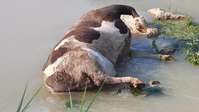Dead cow carcass lies in river after epidemic disease, showing livestock mortality aftermath.