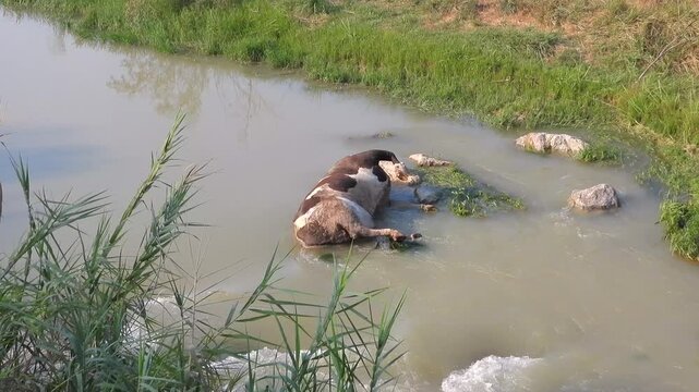 Dead cow carcass lies in river after epidemic disease, showing livestock mortality aftermath.