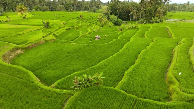 Lush green rice paddies fill terraced fields in Ubud, Bali, showcasing intricate agricultural landscape and natural beauty of Tegalalang region with tropical palms in the background. Aerial panorama