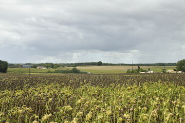 Champ de tournesols abimés sous l'effet de la chaleur près du bourg de Champagne au Périgord Vert (Dordogne-France) © Photocolorsteph