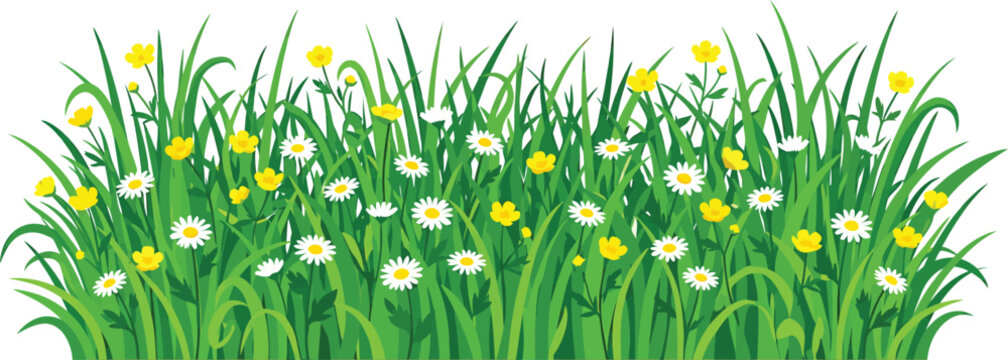 Green grass patch with white daisies and yellow buttercups vector illustration for spring season design elements