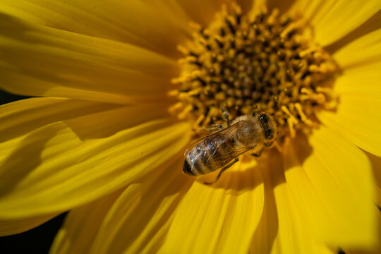 A close-up of a honeybee searching for pollen in a yellow flower.