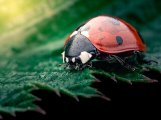 ladybug on a green leaf © Rumen