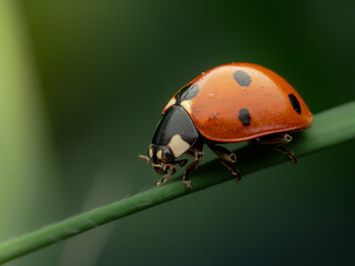 Fototapeta premium ladybird on a leaf