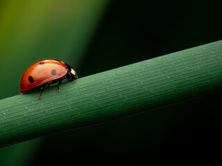 ladybug on leaf © Rumen