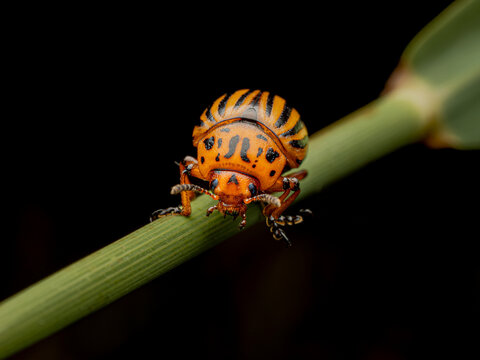 colorado potato beetle