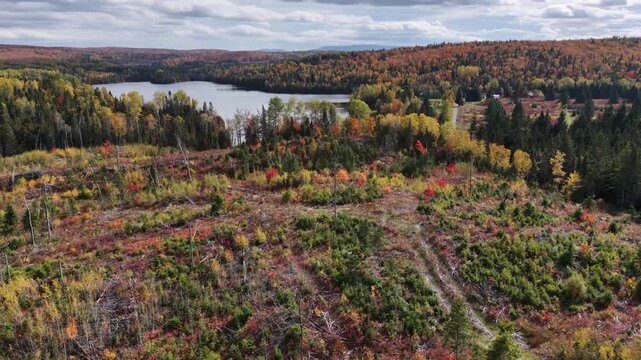 Aerial rise over a forestry clear-cut operation nestled within vibrant autumn forests in Quebec's Matap&eacute;dia Valley. Shows the contrast between the logging site and nearby lake.