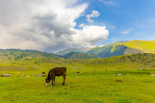 Vibrant green meadow features several cattle and horses grazing peacefully. Dark brown cow is prominent in the foreground, while layered mountains and a partly cloudy sky create a serene rural