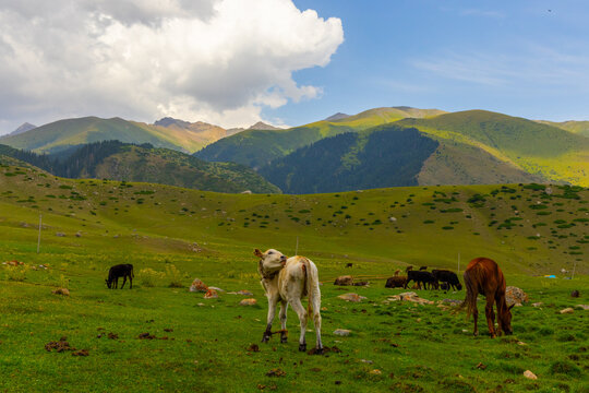 Herd of cattle and horses grazes on a vast, green hillside. Foreground features a young calf and a horse, while mid-ground shows more livestock against a backdrop of mountains.