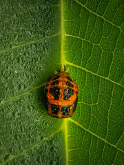 ladybug on leaf © Rumen
