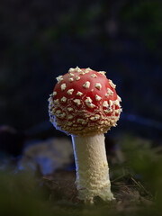 fly agaric mushroom © Rumen
