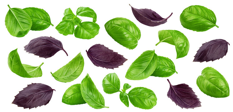 Basil, isolated, full depth of field