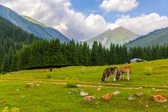 Two young cattle graze in a green mountain meadow filled with wildflowers and rocks. A rustic cabin sits on a hillside, surrounded by evergreen trees and mountains under a partly cloudy sky.