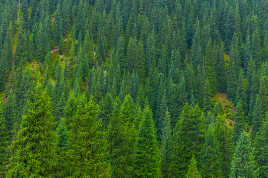 Full frame view of a dense evergreen forest filled with conical trees. Variations in green hues indicate depth and density, with hilly terrain and diffused light creating a tranquil atmosphere.