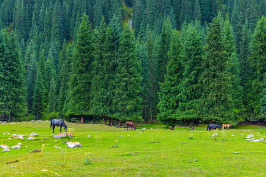 A black horse, a brown horse, and a calf graze peacefully on a green meadow. The scene features scattered rocks and wildflowers, with a dense coniferous forest in the background.