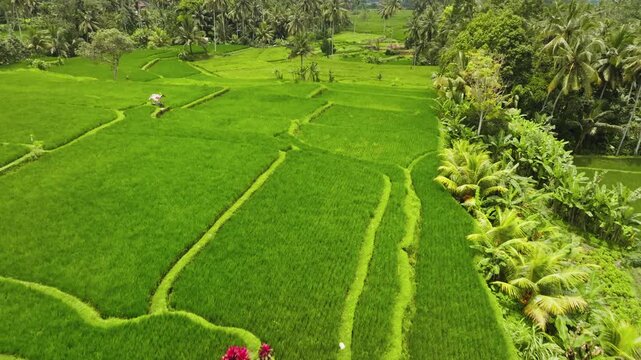 Bright green rice paddies forming intricate terraces across the landscape, with tropical vegetation and distant palm trees under a bright sky, traditional agriculture and natural beauty. Ubud, Bali