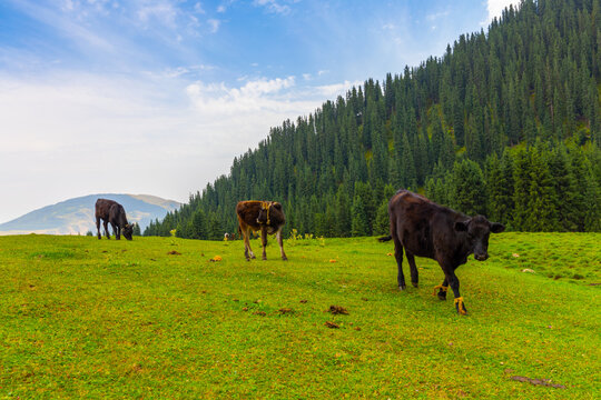 Three cows are grazing in a vibrant green meadow. A dark brown cow walks towards the viewer, while another brown cow grazes in the middle ground, and a third dark brown cow is in the background. A