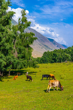 Herd of cattle grazes on a lush green meadow. A light-brown cow bends to eat while other cows and calves are visible nearby, with a mountain backdrop under a blue sky.