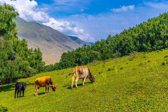 Three cattle, including a black calf and two adult cows, graze on a green hillside. The landscape features a dense forest and a large mountain range under a blue sky with clouds.